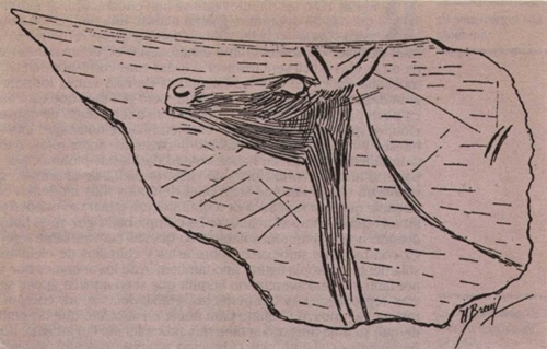 Altamira